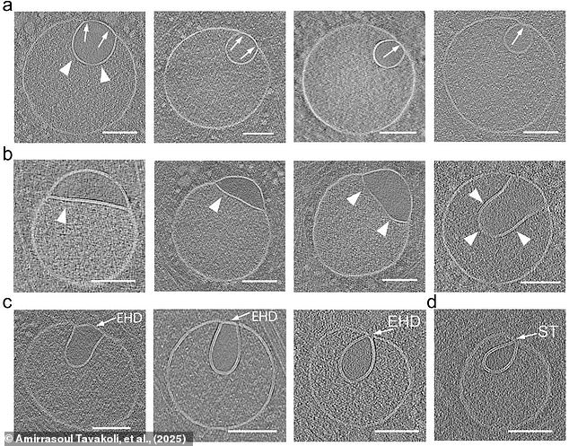 These structures create blister-like sacs called vesicles, which are used like mixing bowls inside the cell