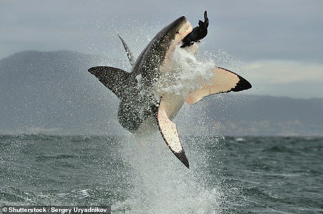 Sharks have relatively good eyesight underwater, but they can have trouble distinguishing between a seal and a person on a surfboard (Stock Image)