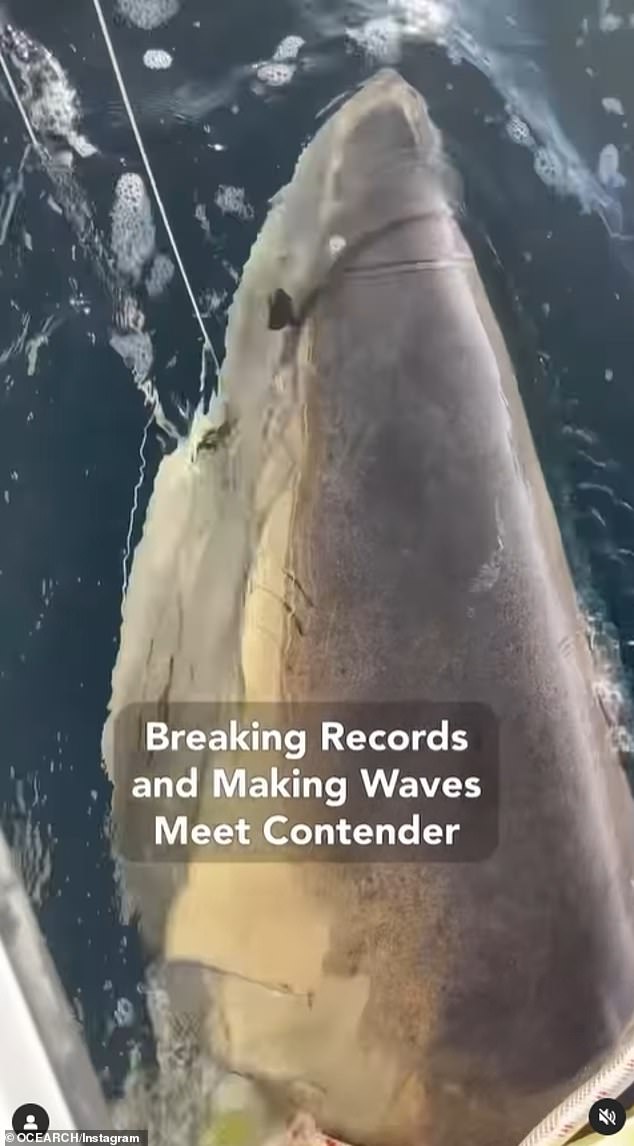 Contender (pictured) is much larger than the average male shark, which measures between 12 and 13 feet in length