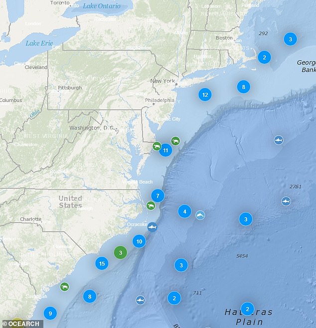 Researchers have been tracking sharks all the way up the East Coast, even into New England