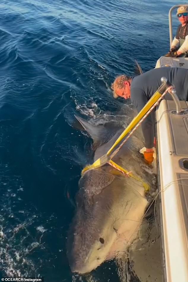 Contender (pictured) is a massive white shark that has been tracked heading up the US East Coast towards the Carolinas and Virginia