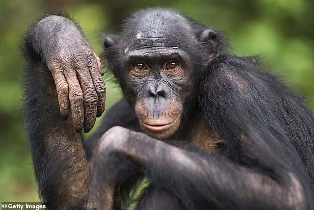 In talapoin monkeys, the dominant sex shifted depending on the environment