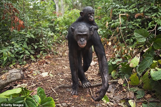 In bonobo groups, females mate with several males, form alliances, and often lead the group