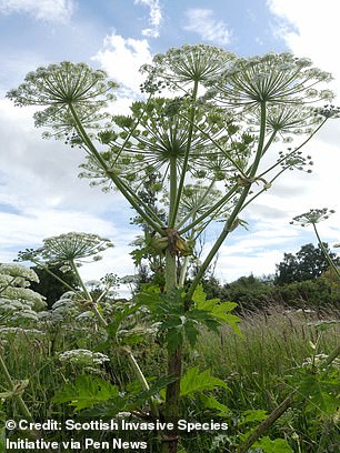 The giant hogweed is native to the Caucasus, but was introduced to Britain as an ornamental plant in 1817, and its spread has now got out of control