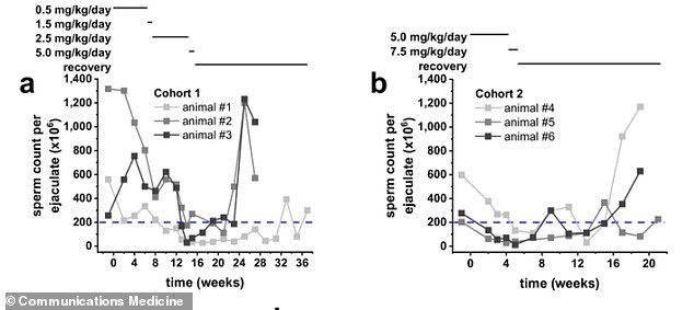 Graphs from a previous study in cynomolgus monkeys demonstrate a decrease in sperm count while taking the pill, and recovery of sperm counts after stopping the drug