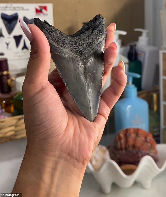 Megalodon teeth can range up to seven inches and were shaped like serrated knives