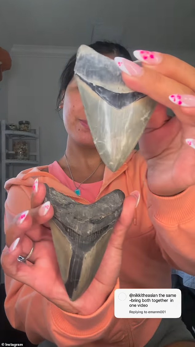 The Florida Museum noted that these fossils usually surface after storms or beach erosion