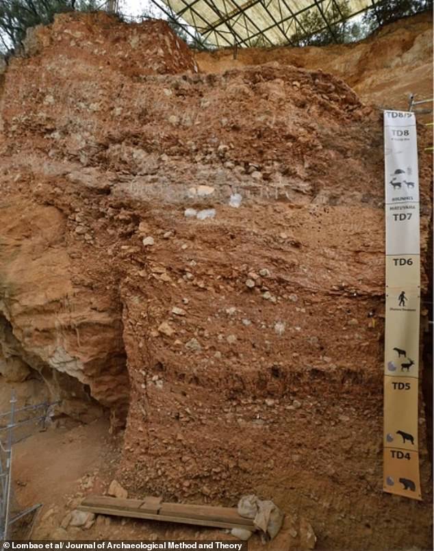 The most recent Homo antecessor remains were discovered at ‘Level TD6’ of the excavation site, at least 4 metres (13 feet) below the surface