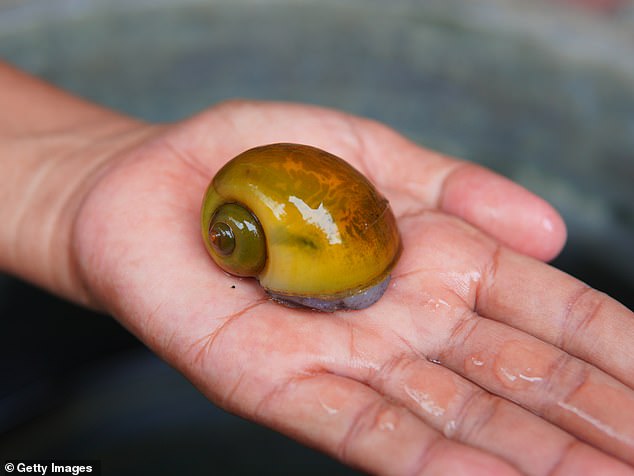 Florida is battling an invasion of exotic apple snails, mainly the island, channeled
