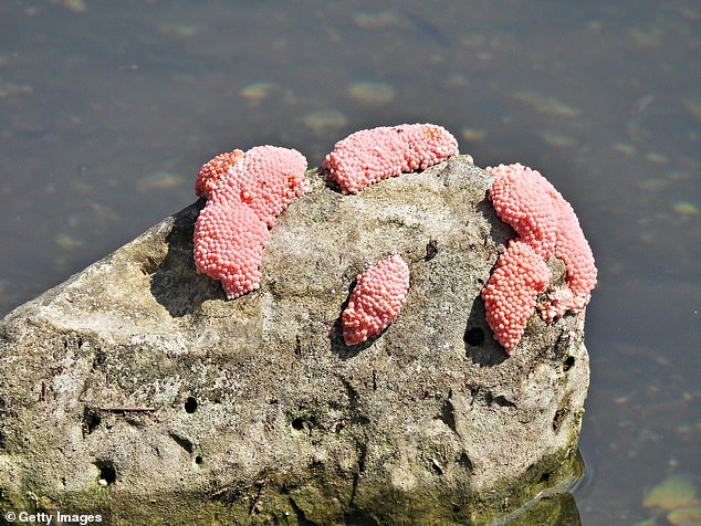 The invasive apple snail is listed by the FWC as one of the 'world's worst invaders'