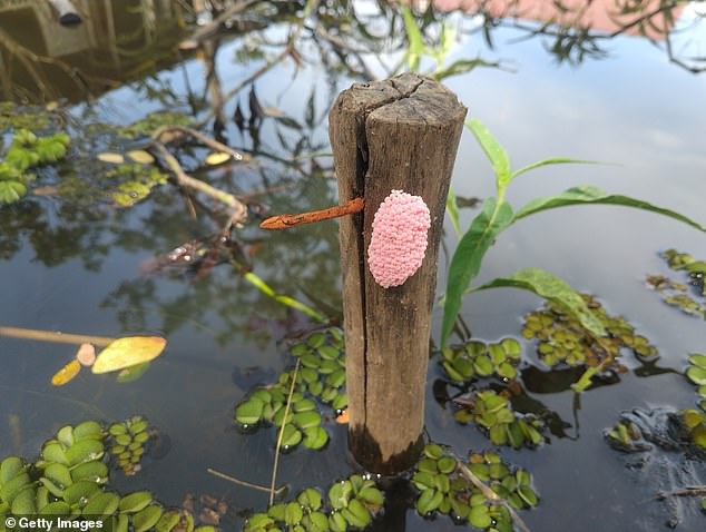Exotic apple snail have damaged crops, raised utility costs, and lowered home values