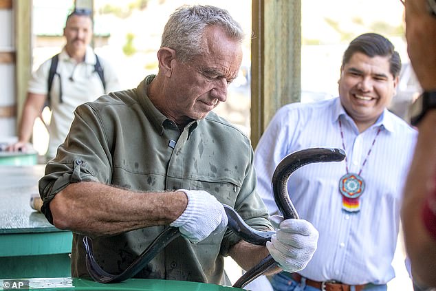 RFK Jr let the creatures bite him on both arms and wrists and also let one bite another person standing nearby