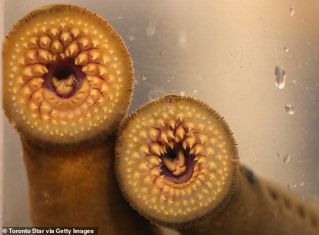 Lampreys (pictured) have sucker-like mouths full of teeth that latch on to other fish and draw blood