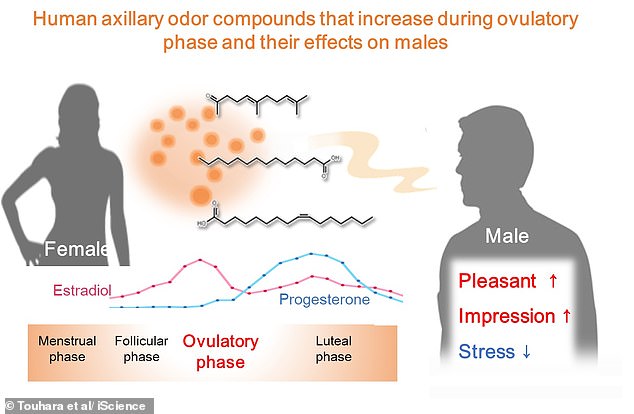 The researchers said changes to odour compounds throughout the menstrual cycle could be linked to fluctuations in hormone concentrations