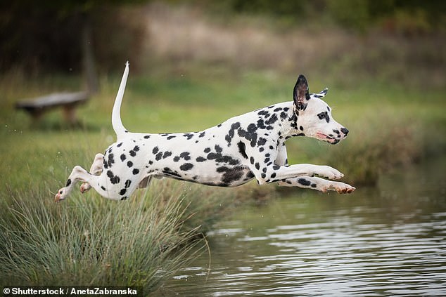 Nonsporting breeds such as the Bulldog, Dalmatian and Poodle were least likely to be food motivated, they found (stock image)