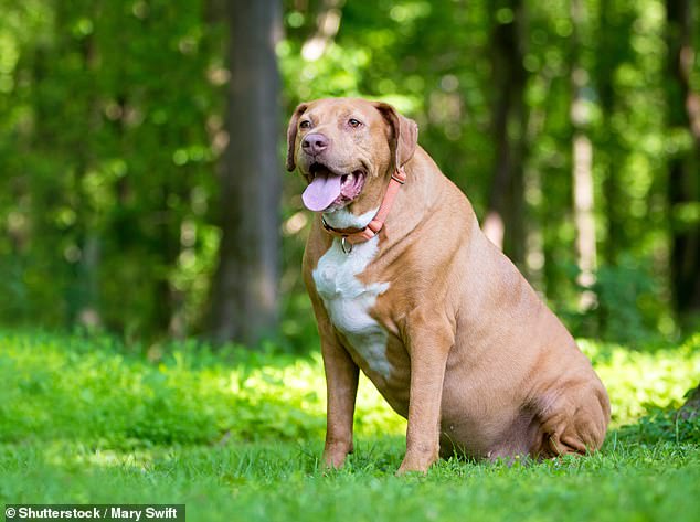 Unsurprisingly, dogs with higher food motivation were more likely to be overweight. Pictured: A Labrador Retriever (stock image)