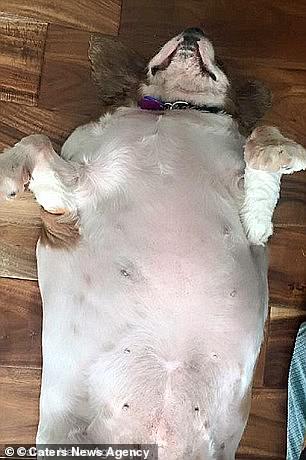 The seven-year-old Spaniel was so overweight a single step would leave her struggling for breath and needing to sit down