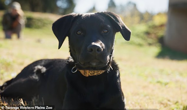 Keepers decided that Ziggy would be the perfect step-sibling for Rozi, as both of her siblings were stillborn