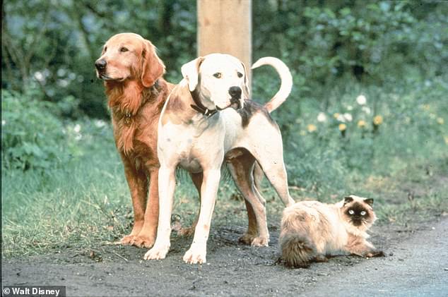 The friendship between (big) cat and dog is reminiscent of that portrayed in the hit film Homeward Bound (pictured)