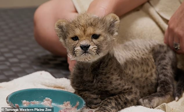 Rozi was critically unwell for the first weeks of her life, and her mother did not produce any milk