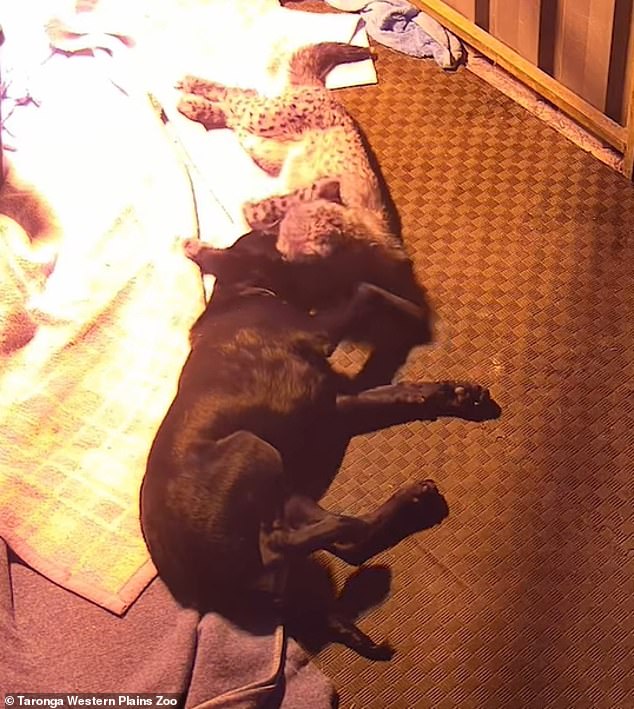 The pair even snuggle up at night to sleep together - showing the strong bond of friendship and trust they have formed