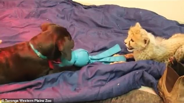 Archive footage shows Rozi's mother Siri playing with a puppy when she was a cub. Keepers said the new friendship represents a 'full circle' moment