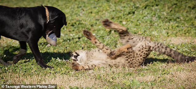 Playful footage shows the young cub, Rozi, and Ziggy the labrador-kelpie-collie mix showing that close bonds and friendship truly can transcend species
