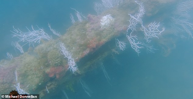 Massive structures were found around 65ft below the surface. The team also identified 'long, linear structures' etched across the ocean floor