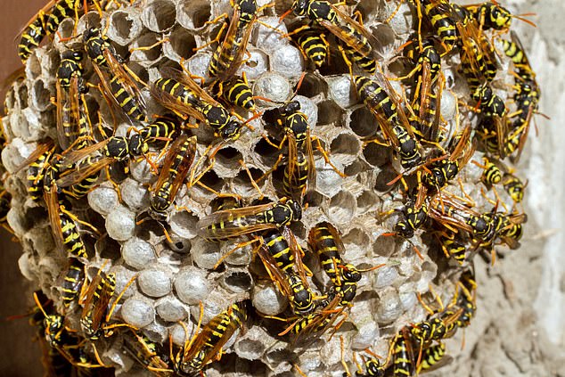 Usually, wasps are most aggressive in the late-autumn. However, this year's hot summer has created perfect nesting conditions, and colonies have 'exploded' in size far earlier than normal