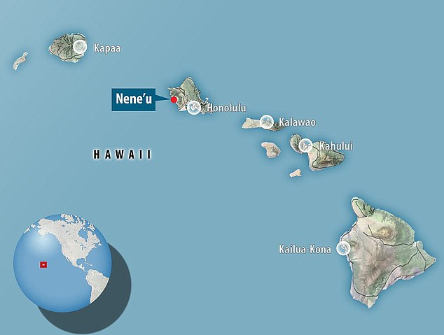 The petroglyphs were discovered on the Hawaiian island of Oahu, close to the village of Nene'u, and were likely carved by Polynesian settlers