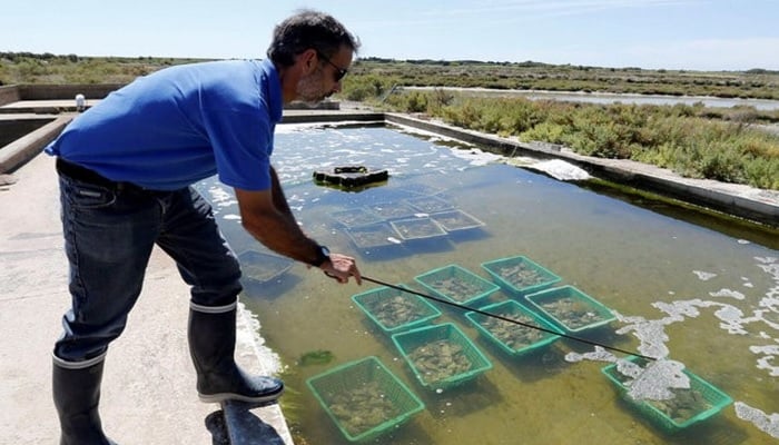 The aquaculturist collects oysters from a farm on Ré Island, southwestern France, on August 2, 2017. — Reuters
