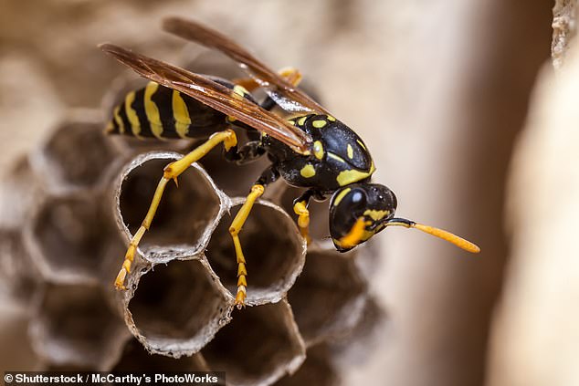 While officials said the nest has been disposed of, they noted that no wasps have been found (STOCK)