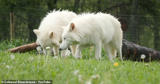 Romulus, Remus, and Khaleesi, the first genetically engineered dire wolf pups, are growing bigger than most gray wolves