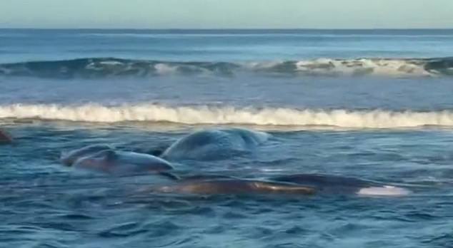 Heartbreaking footage has revealed that at least four giant whales are stranded on a beach in Japan amid the tsunami warnings