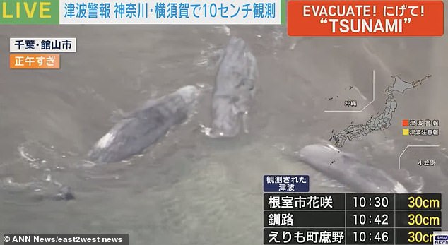 Filmed in Tateyama, Chiba prefecture, the footage shows the huge creatures laying within a few feet of each other on the beach