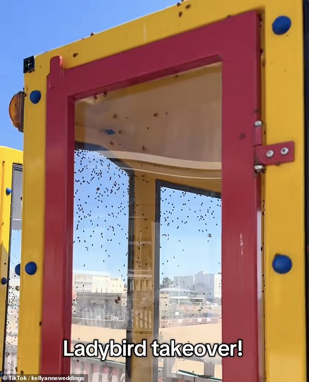 Baffled Britons have been forced to take shelter in cars and indoors as swarms of ladybirds descend on UK towns and cities.
