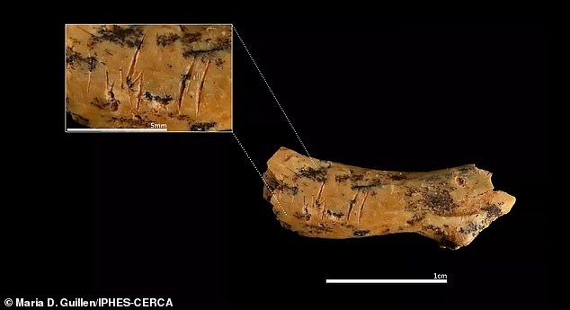 Cut marks on this child's vertebra show clear evidence of cannibalistic practices, the researchers said