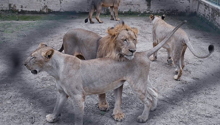 A pride of lions can be seen at the Lahore Safari Zoo in Lahore. — AFP/File