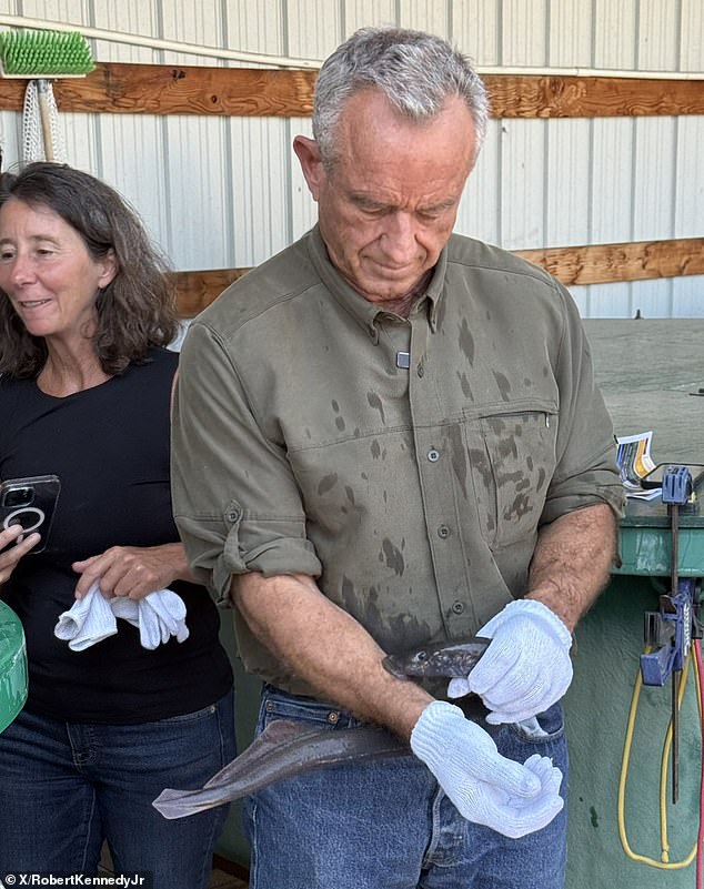 On Thursday, Robert F Kennedy Jr let lampreys, a parasitic fish, bite him multiple times in Idaho