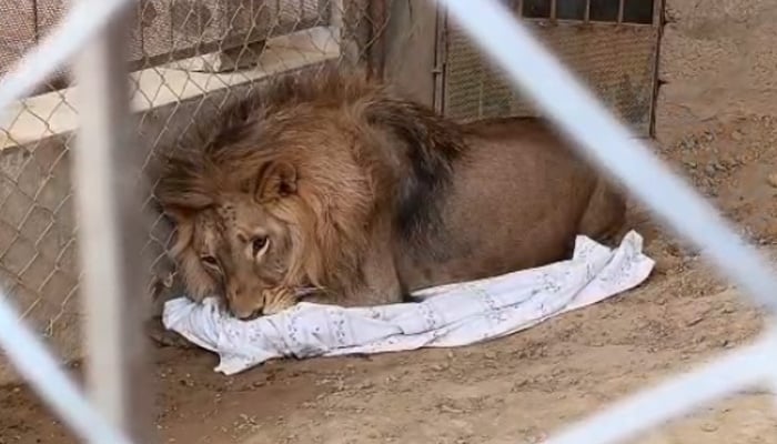 African lion confined at compound of local feudal lords residence in Punjabs Gujar Khan city. — Reporter