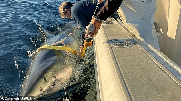 OCEARCH recently tagged 'Contender' in January, a white shark that's close to 14 feet and weighs over 1,600 pounds