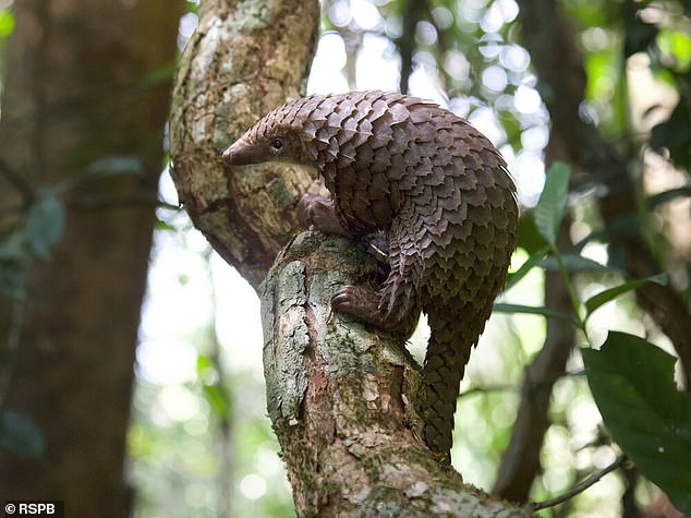 Sierra Leone's first UNESCO World Heritage site is the Gola-Tiwai rainforest, which is home to hundreds of rare and endangered animals such as the white-bellied pangolin
