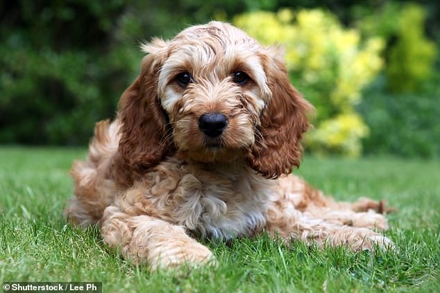 Top dog: For several years the friendly Cockapoo has claimed the top spot in the 'Oodle' popularity stakes. They are a cross between a Cocker Spaniel and a Poodle