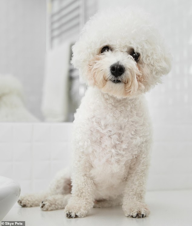 While it might sound like a pasta dish, the Bolonoodle (pictured) is actually a cross between the Poodle and Bolognese dog breeds
