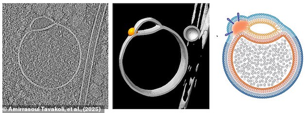 Scientists have discovered a new type of structure hidden in human cells called the hemifusole (pictured), a tiny organelle which looks like two bubbles stuck together at the edge
