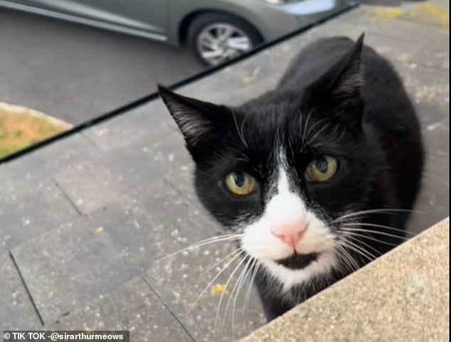 The video shows the vocal cat standing on a roof outside a window, making loud noises in response to his owner telling him to come inside