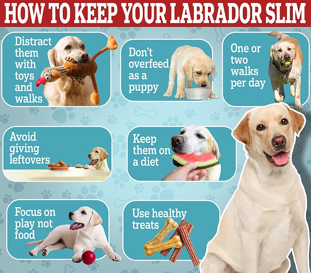 Tips to keep your Lab slim include distracting them with toys and walks, avoiding giving them leftovers and taking them on at least one or two walks per day, experts have previously suggested