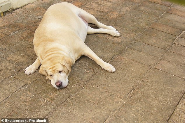 With their friendly and outgoing nature, it comes as no surprise that Labradors are some of the most popular dog breeds around the world. But they are known to pile on the pounds - and now scientists have found they are 10 per cent more motivated by food than other breeds (stock image)