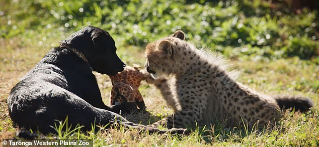 An Australian zoo has recruited a puppy to help socialise a cheetah cub after she had to be separated from her mother