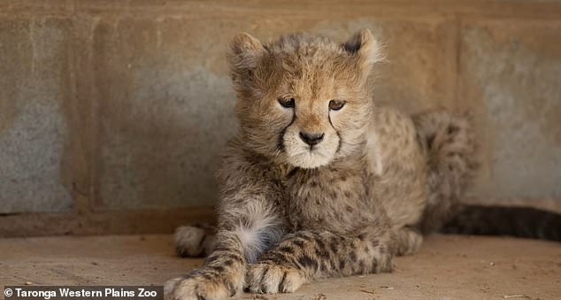 Rozi's name means rose, a symbol of joy in Swahili. Keepers decided to find her a friend to avoid the threat of living in isolation for 18 months